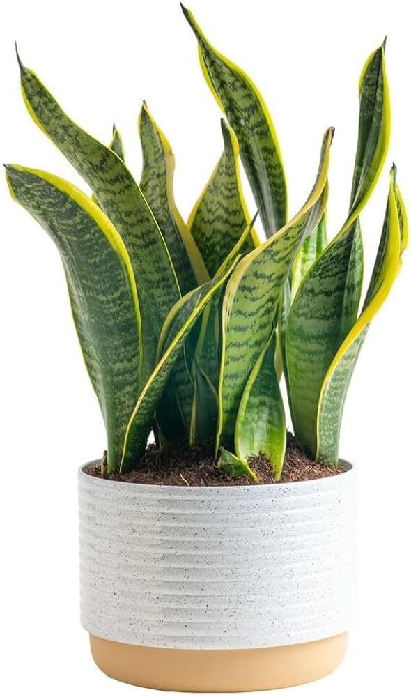 Costa Farms Snake, Sansevieria White-Natural Decor Planter Live Indoor Plant, 12-Inch Tall, Growe... | Amazon (US)