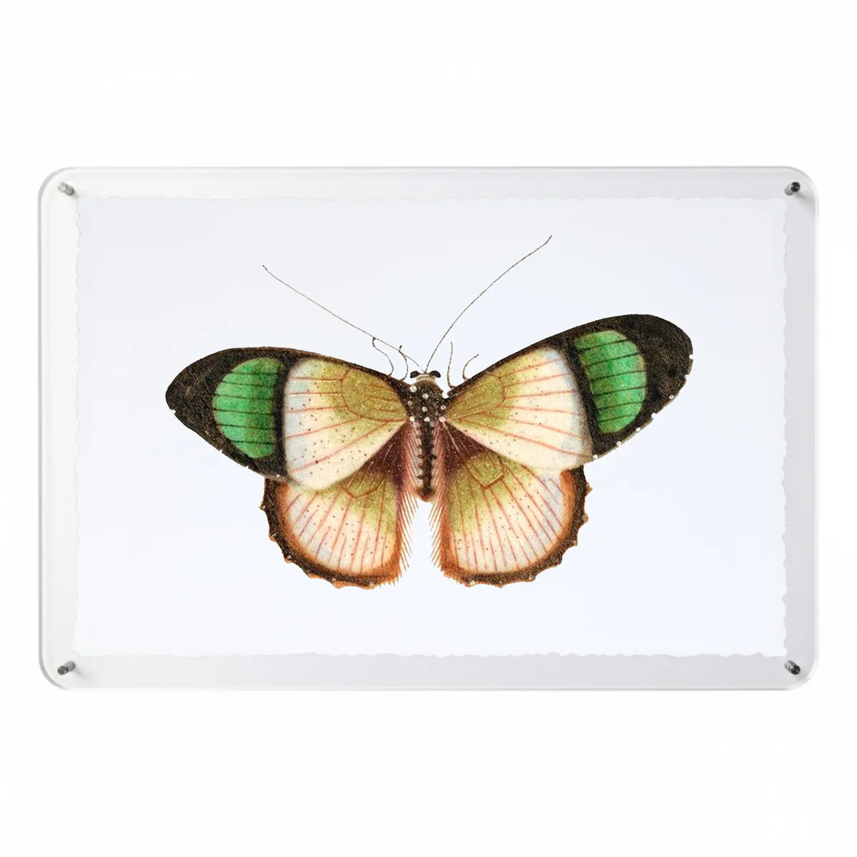 Titali in Acrylic - Emerald | Moth Artwork Acrylic Float Frame | Scout Design Studio