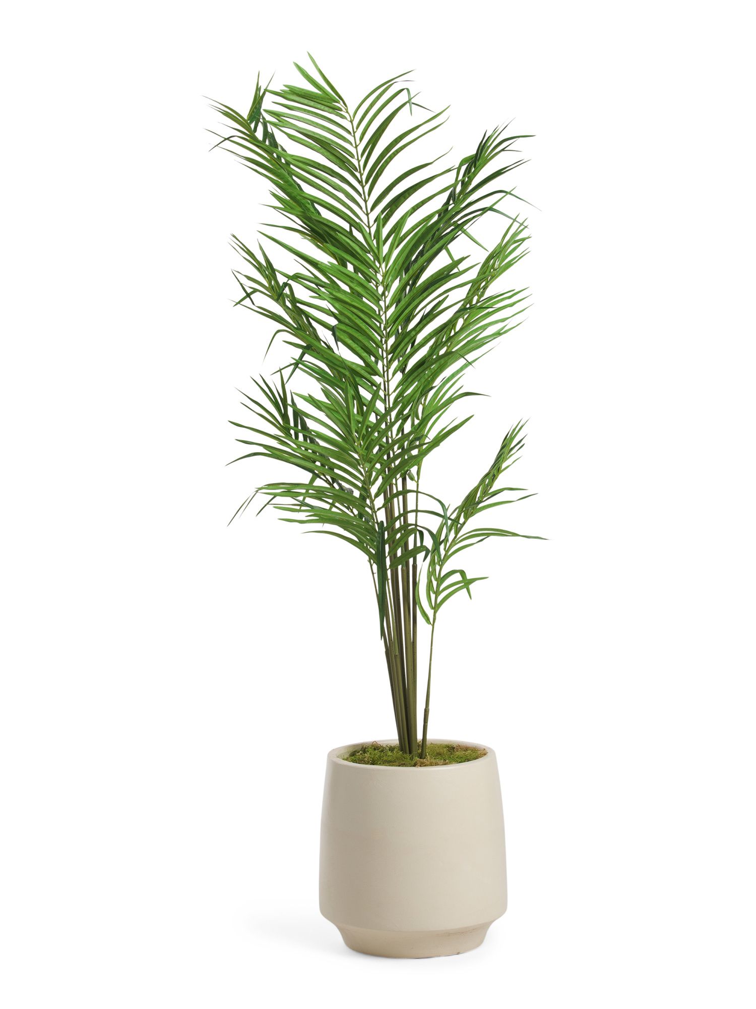 5ft Areca Palm In Matte Pot | TJ Maxx