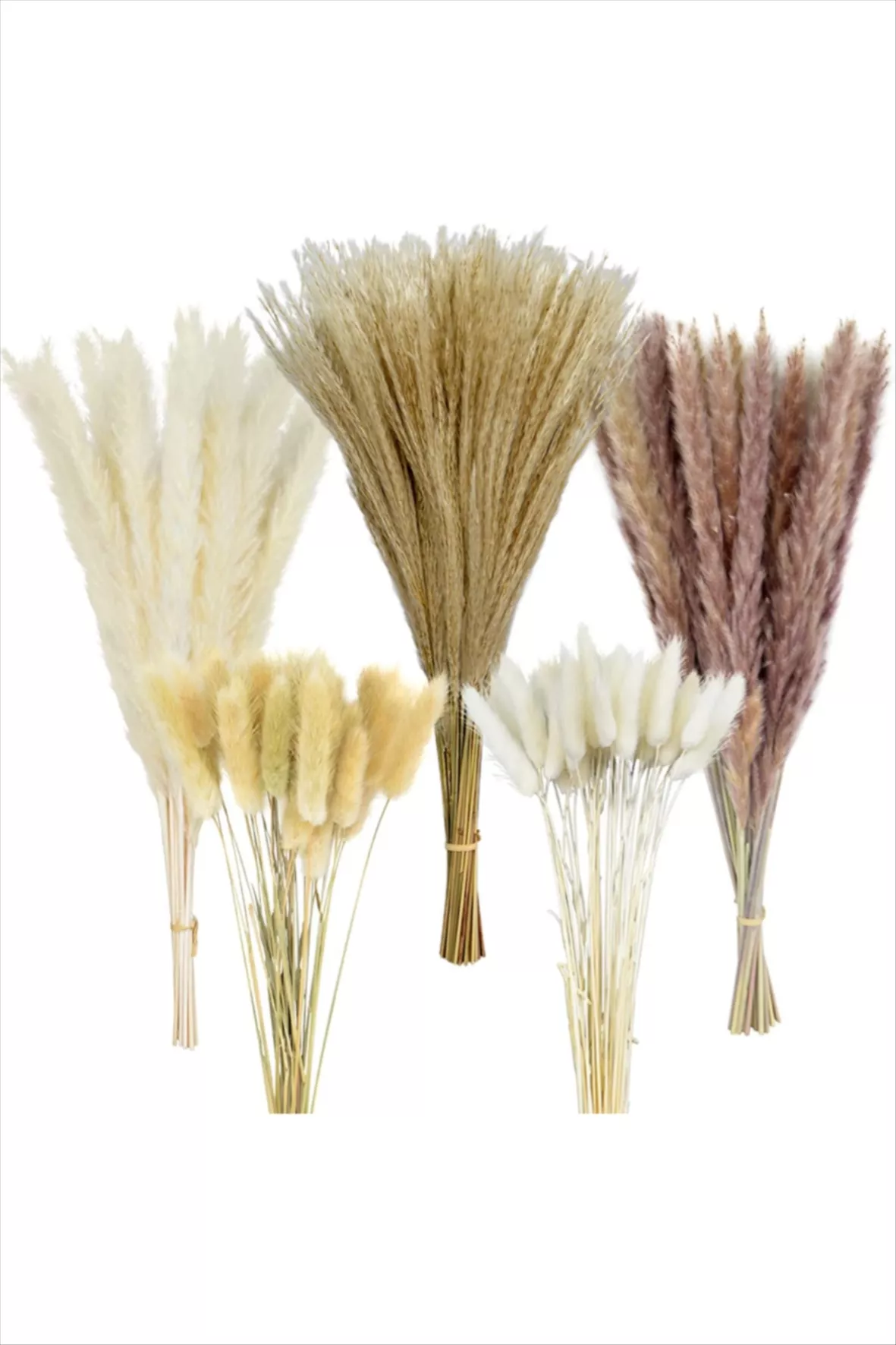 Black Reed Dried Flower Natural Pampas Grass Real Reed Small - Temu