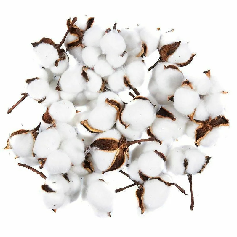 24-Pack Cotton Bolls Decor Natural Color Dried Cotton Balls Wreaths Decorations | Walmart (US)