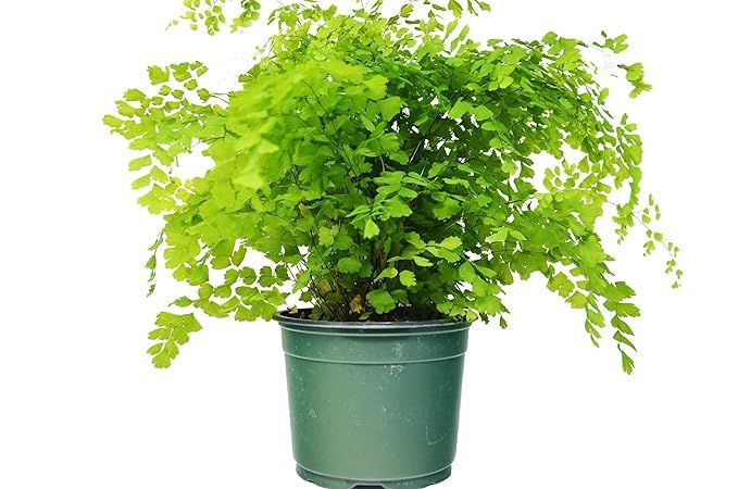 Maidenhair Fern (12" - 16" Tall) - Live Plant - FREE Care Guide - 6" Pot - Low Light House Plant | Amazon (US)
