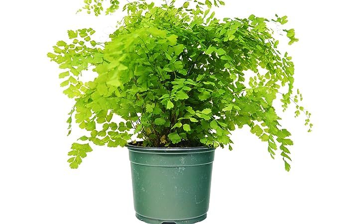 Maidenhair Fern (12" - 16" Tall) - Live Plant - FREE Care Guide - 6" Pot - Low Light House Plant | Amazon (US)