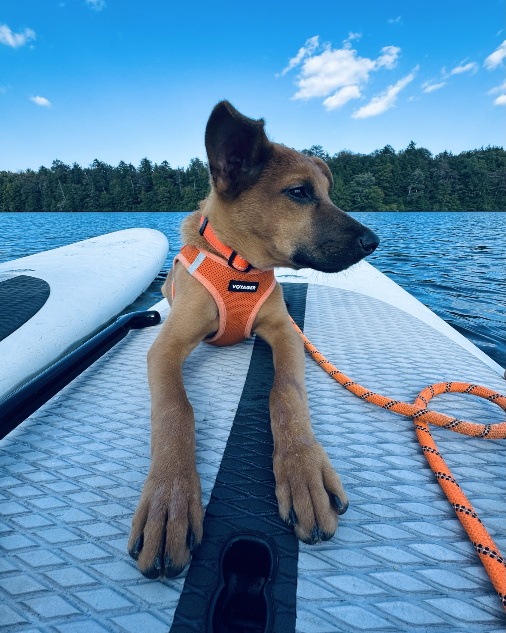 the best doggy gear for adventures