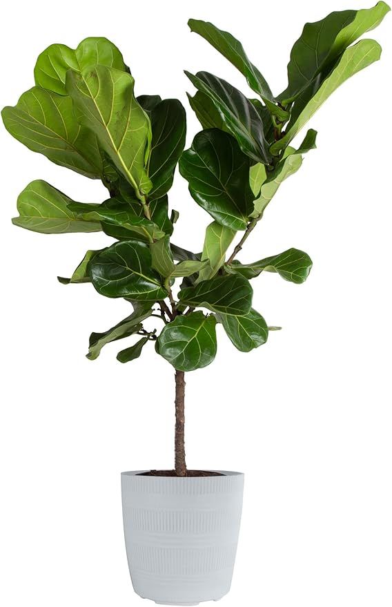 Amazon.com : Costa Farms Fiddle-Leaf Fig, Ficus Lyrata Live Indoor Plant 36 to 48-Inches Tall, Gr... | Amazon (US)