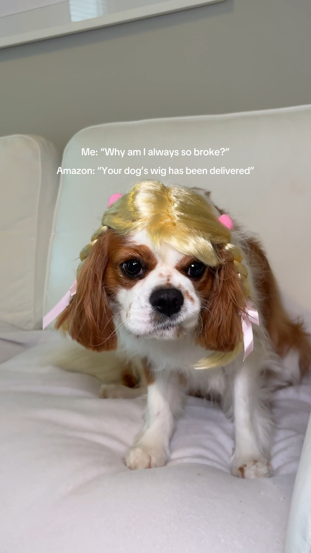 I think she’s gonna be Britney Spears for Halloween in this blonde wig 

#LTKPets #LTKHome #LTKautumn
