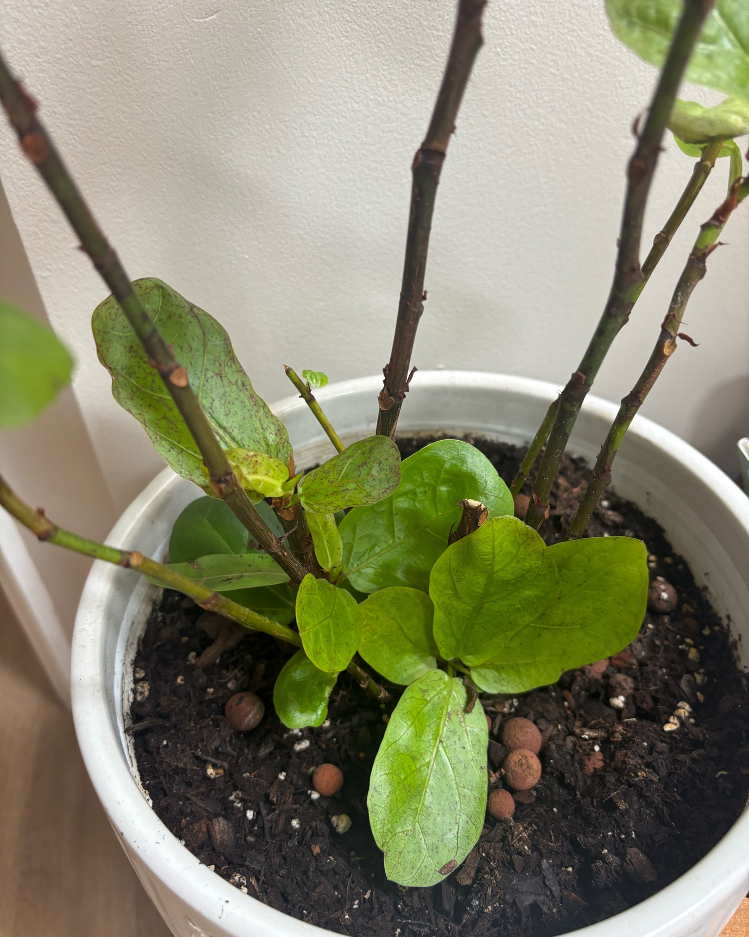 Fiddle leaf is taking off!! After my dad dropped a stool on it while we were moving (twas an accident) I wasn’t sure she’d make a comeback! Shout out @Sol Soils yall have revived this little baby!!!

#LTKdayinmylife #LTKHome #LTKU