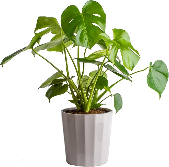 Costa Farms Monstera Plant, Easy to Grow Houseplant, Live Indoor Plant Potted in Indoors Garden D... | Amazon (US)