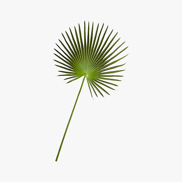 Faux Fan Palm 50"CB2 Exclusive Limited Quantity. Buy online and pick up in store or call your loc... | CB2