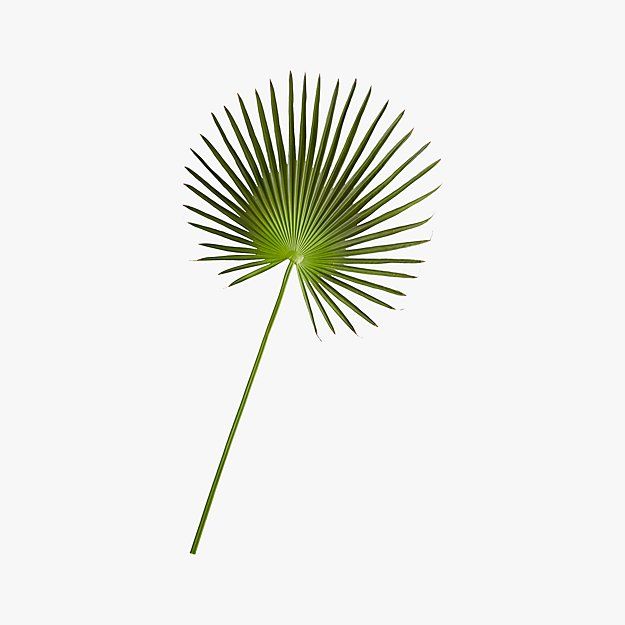 Faux Fan Palm 50"CB2 Exclusive Limited Quantity. Buy online and pick up in store or call your loc... | CB2