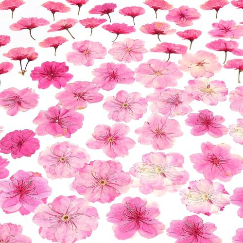 48 Pcs Mix Cherry Blossom Natural Dried Pressed Flowers for Cake Decorating, Real Dry Flower for Resin Jewelry Making, DIY Art Crafts - Pink Sakura… | Amazon (US)