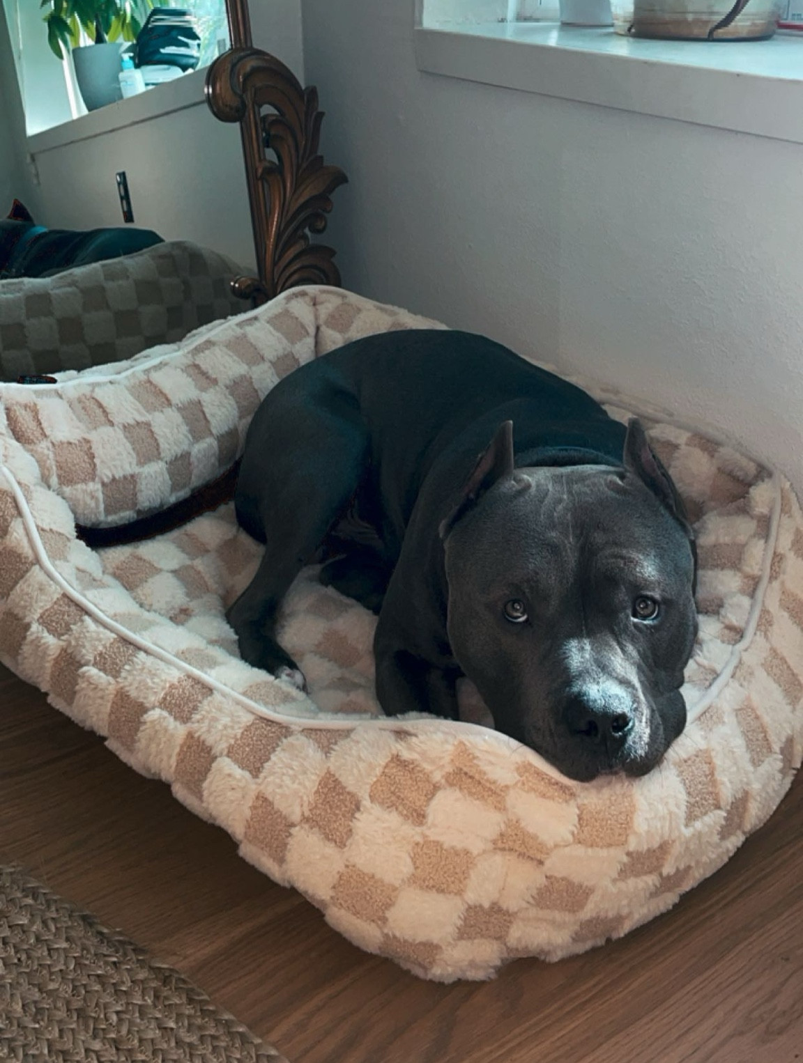 Dog Bed from TjMaxx#LTKhome #LTKfindsunder50

#LTKU