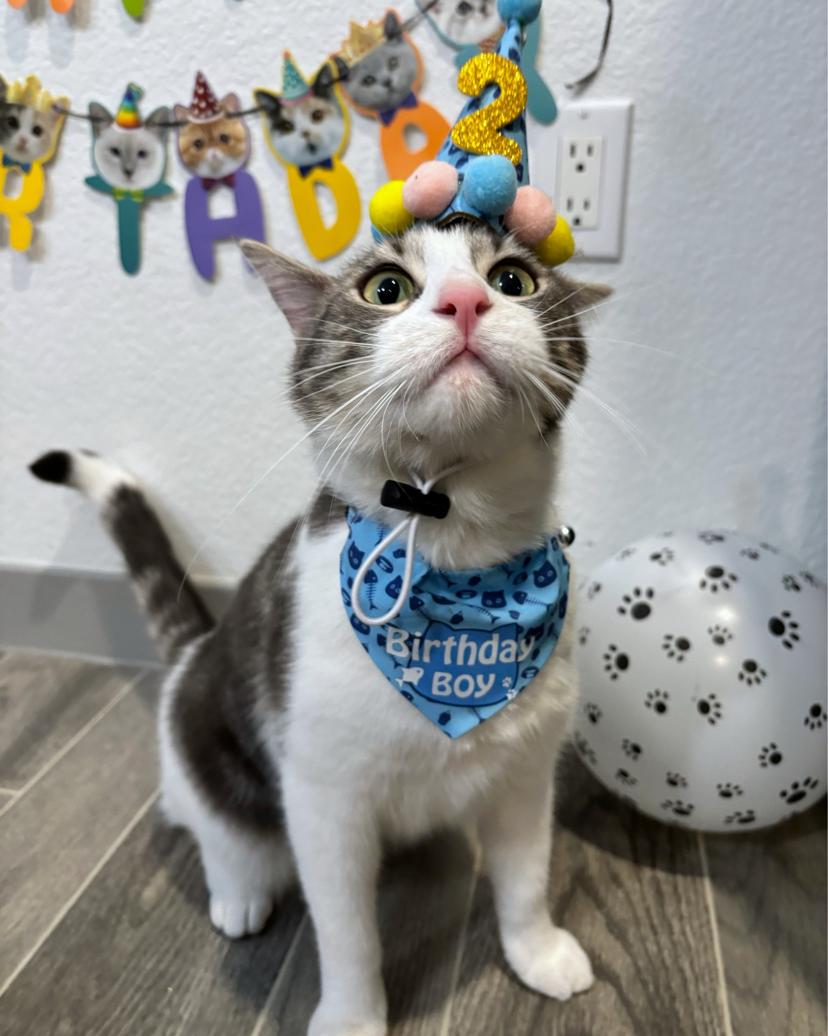 Looking for a fun and cute way to celebrate your pets birthdays!? 🎂 We love this purchase from amazon! 

#LTKHome #LTKFamily #LTKPets