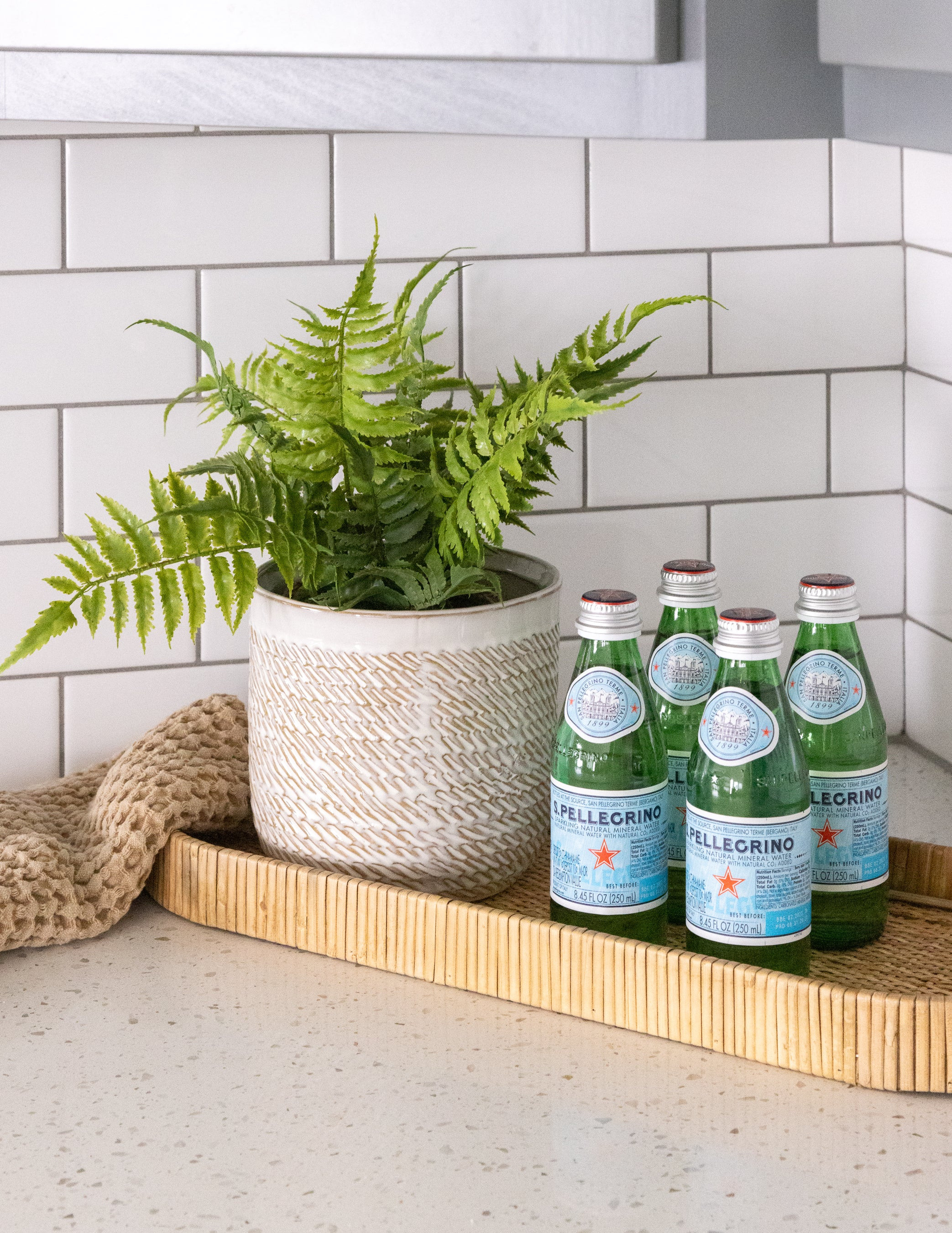 Fern in Paper Pot | Eco Chic Home