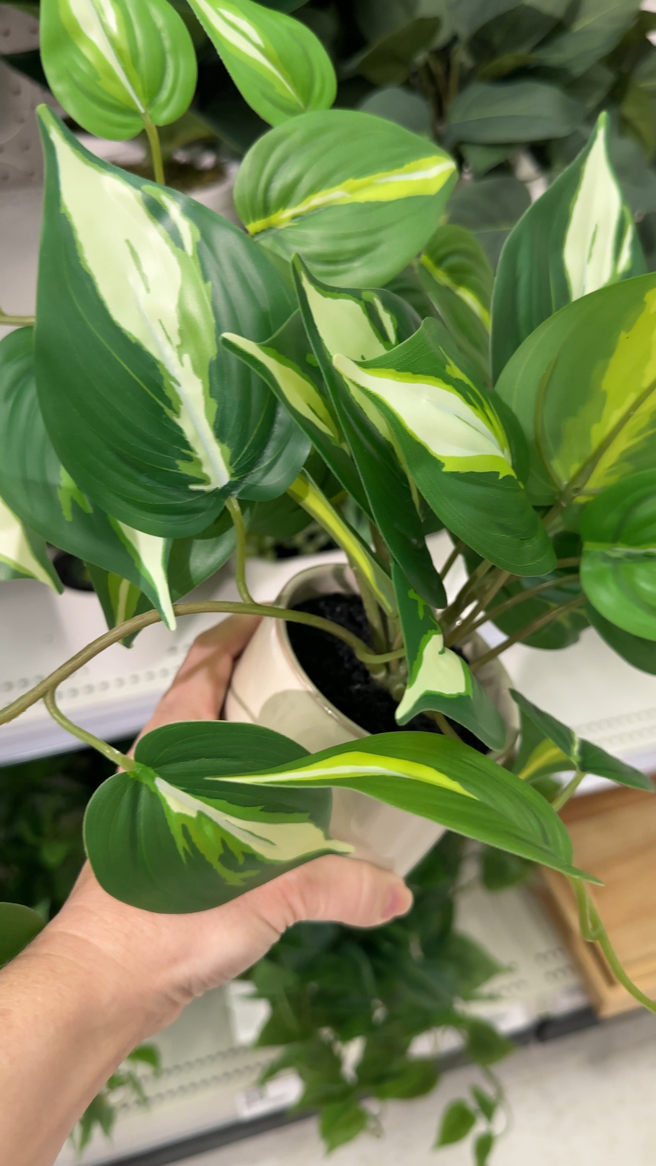 If you’re like me and don’t have a green thumb, then this faux plant is for you! It is so realistic, full and comes in the cutest ceramic pot…for only $10! 🤩

#LTKhome #LTKVideo #LTKSeasonal