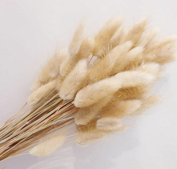 Dried Lagarus  Bunny tails | Etsy | Etsy (CAD)