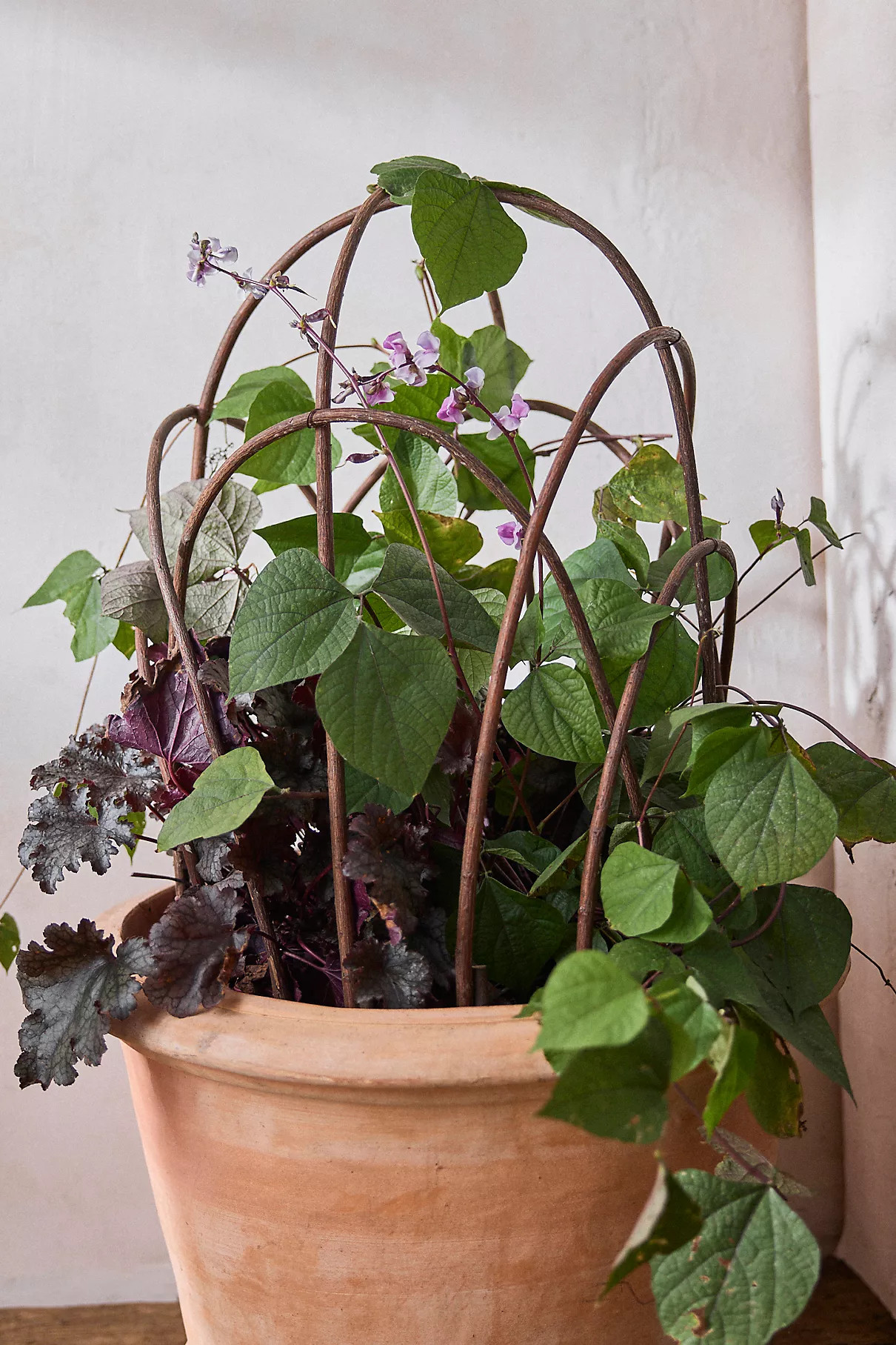 Woven Willow Cloche | Terrain