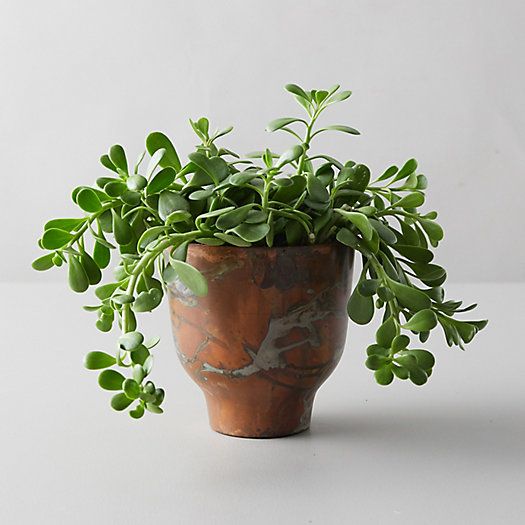 Trailing Jade, Copper Pot | Terrain