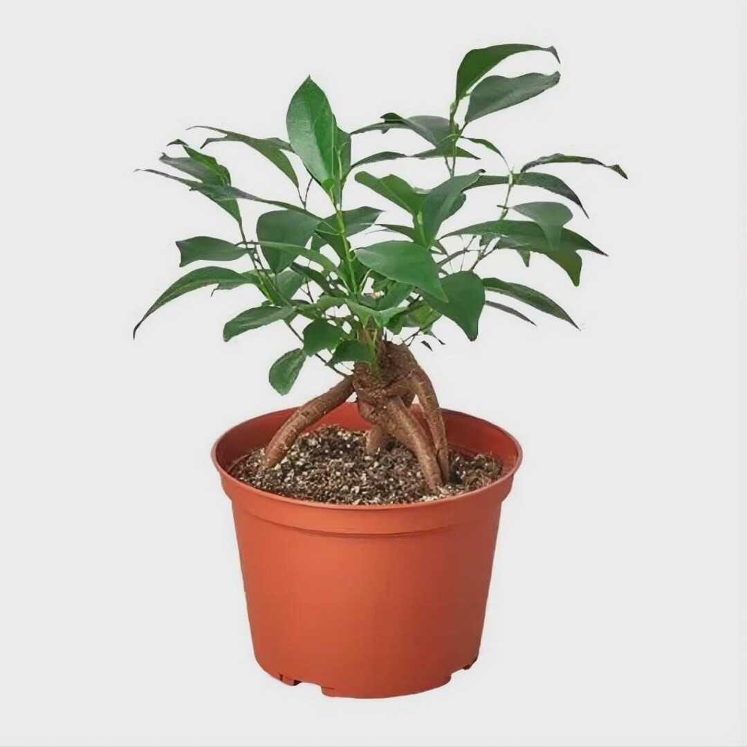 Ficus Ginseng Bonsai Plant | Sculptural Root Houseplant, Easy Care Indoor Tree - Etsy | Etsy (Global)