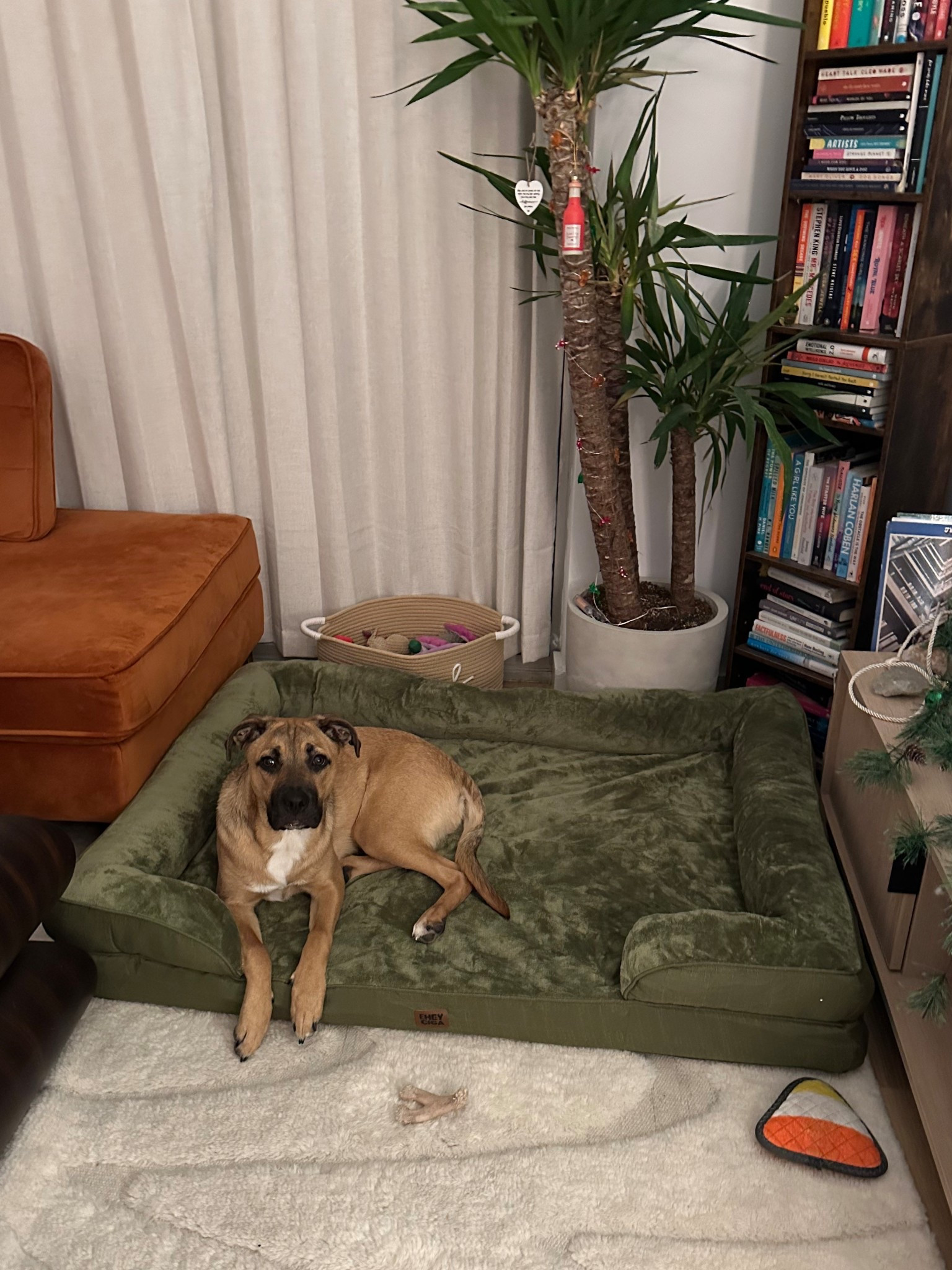 Best dog bed I’ve ever purchased! Perfect size for when Shaggy likes to sprawl out #pets 

#LTKHome #LTKFindsUnder100