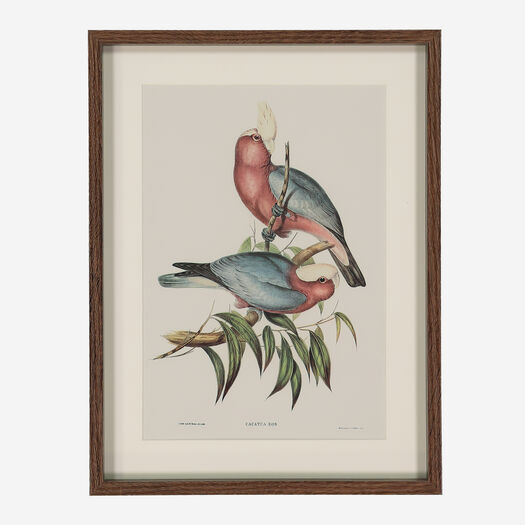 Framed Bird Wall Art 40x30cm | TK Maxx