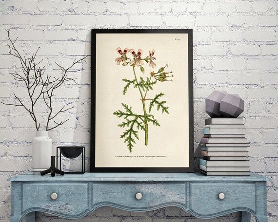 Antique Botanical Flower Print: geranium Radula or | Etsy | Etsy (US)