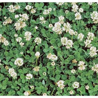 Gardens Alive! 1 lb. White Dutch Clover, Provides Erosion Control-09552 - The Home Depot | The Home Depot