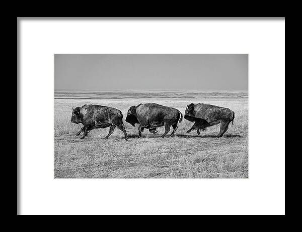 Three Buffalo in Black and White Framed Print | Fine Art America
