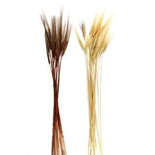 Assorted Triticum Wheat by Ashland® | Michaels Stores