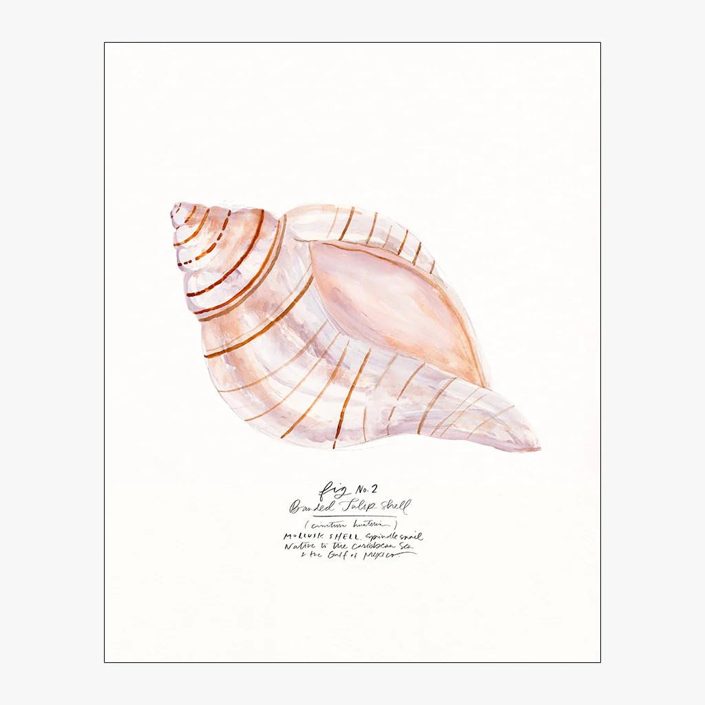 Sea Shell Watercolor (Download) | Lindsay Letters, LLC