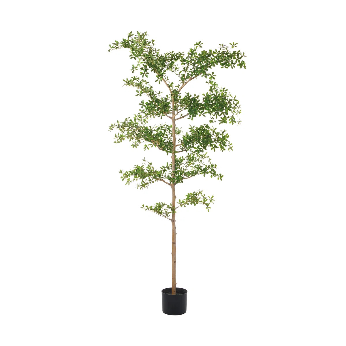 8'SHADY LADY TREE W/ST(P)(KD) | Wayfair North America