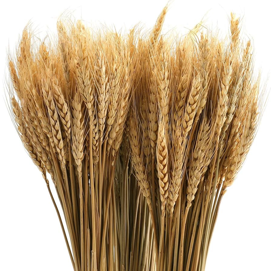 Yarlung 300 Stems 16 Inch Dried Wheat Sheaves, Natural Wheat Stalks Bundle Fall Arrangement for D... | Amazon (US)
