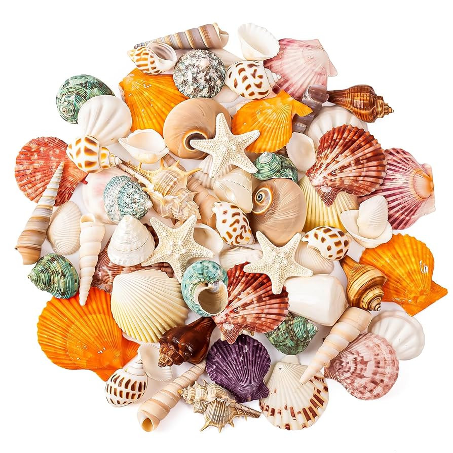 Sea Shell Mixed Ocean Shells Set, 15 Kinds 1.2"-2.7" Various Sizes Natural Seashell & Starfish fo... | Amazon (US)
