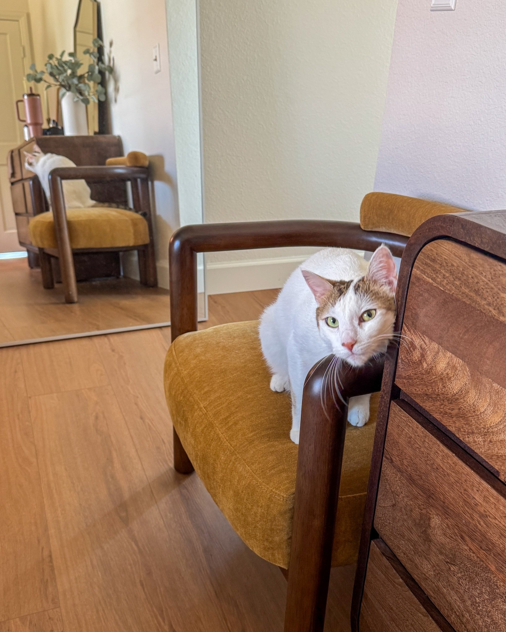 new bedroom chair aka new cat bed!😭 

#LTKPets #LTKHome