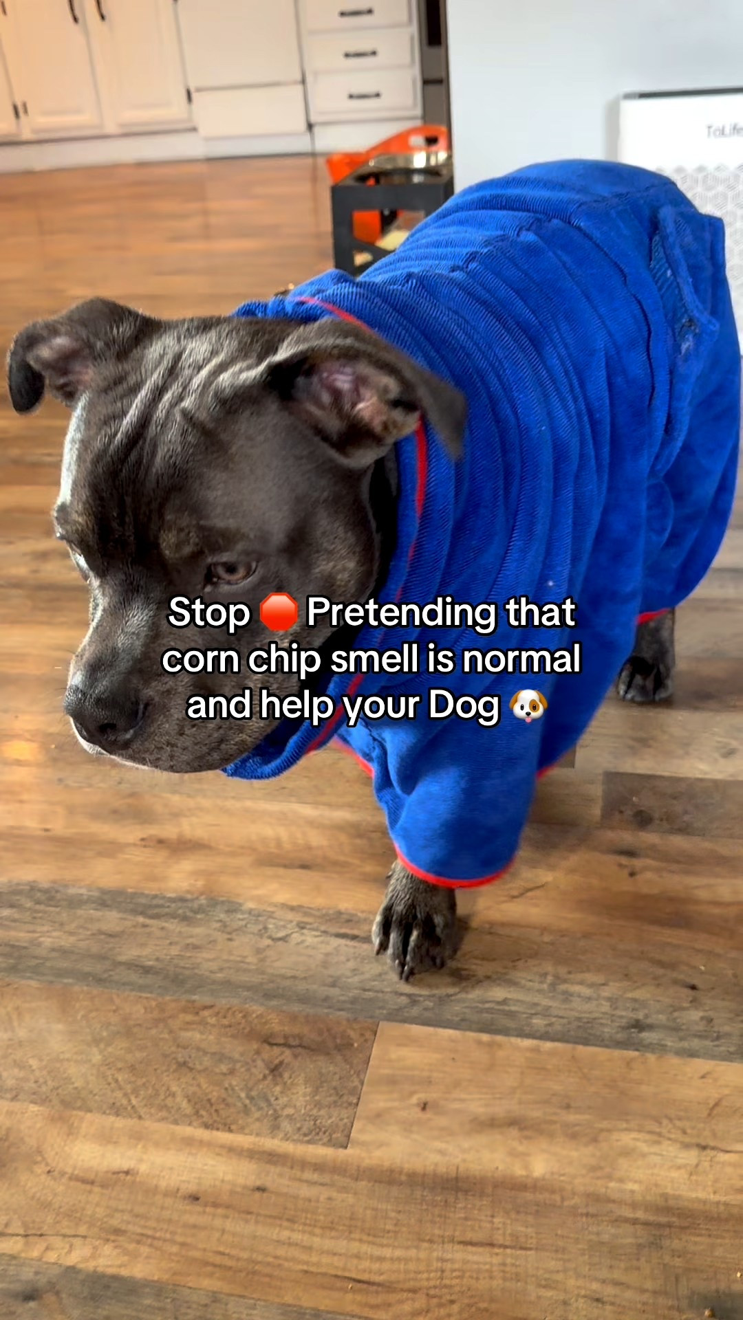 If your dog deals with itchy skin, odor, or recurring flare-ups, this is one of those products I keep stocked. 🐶🛁
I use Pet Honesty Chlorhexidine Dog Shampoo when my dog needs a gentle reset — it helps cleanse irritated skin without drying them out.
Easy to use, vet-recommended ingredients, and perfect for sensitive pups. Linked here 🤍#dogcare
#doggrooming
#itchydog
#sensitivedog
#dogshampoo
#petfavorites
#dogmomlife
#dogessentials
#petmusthaves
#healthydog


#LTKdayinmylife #LTKvlog