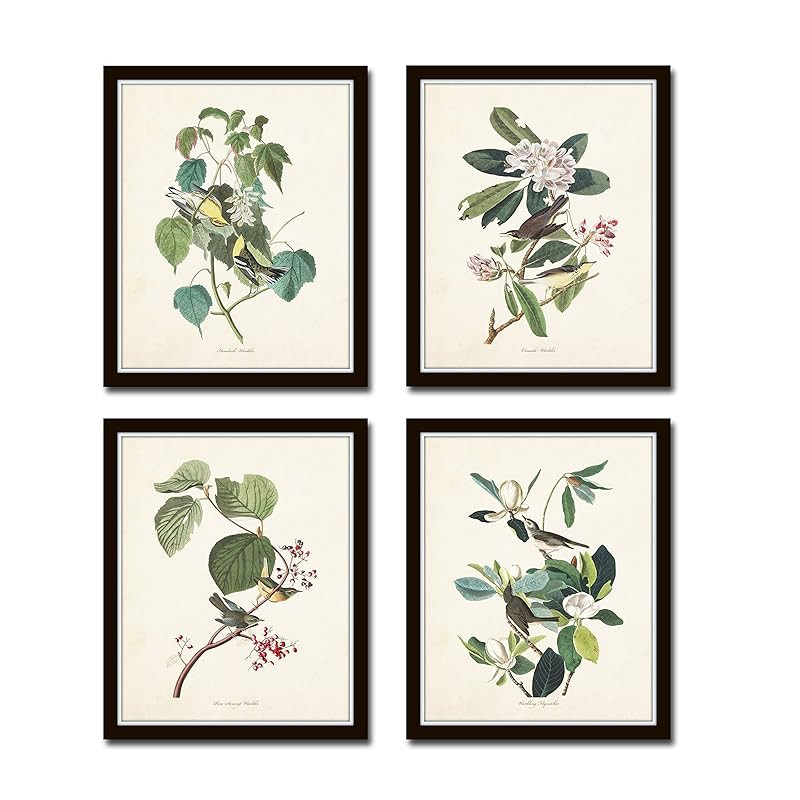 Audubon Birds Print Set No.16 Set of 4 Vintage Audubon Bird Prints - Unframed | Amazon (US)