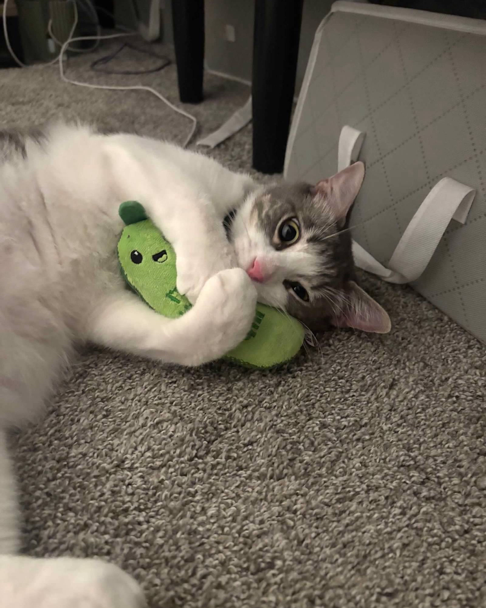 Ash cannot get enough of his pickle toy! 🥒 10/10 recommend

#LTKPets #LTKFindsUnder50 #LTKHome