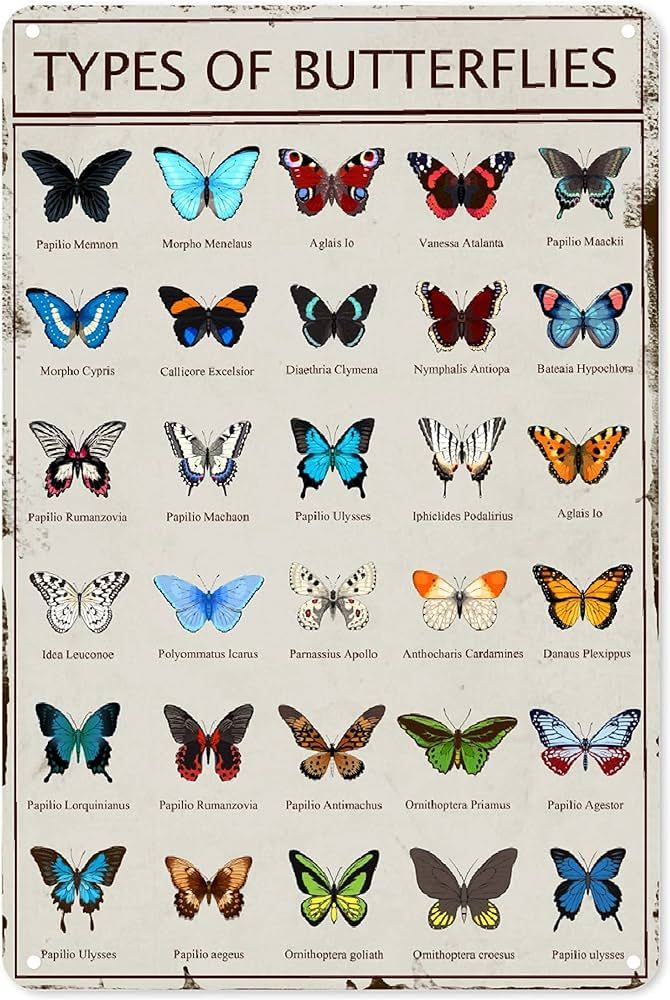 Types Of Butterflies Aluminum Metal Sign,Vintage Metal Wall Decor Poster Home Bedroom Kitchen Bar... | Amazon (US)