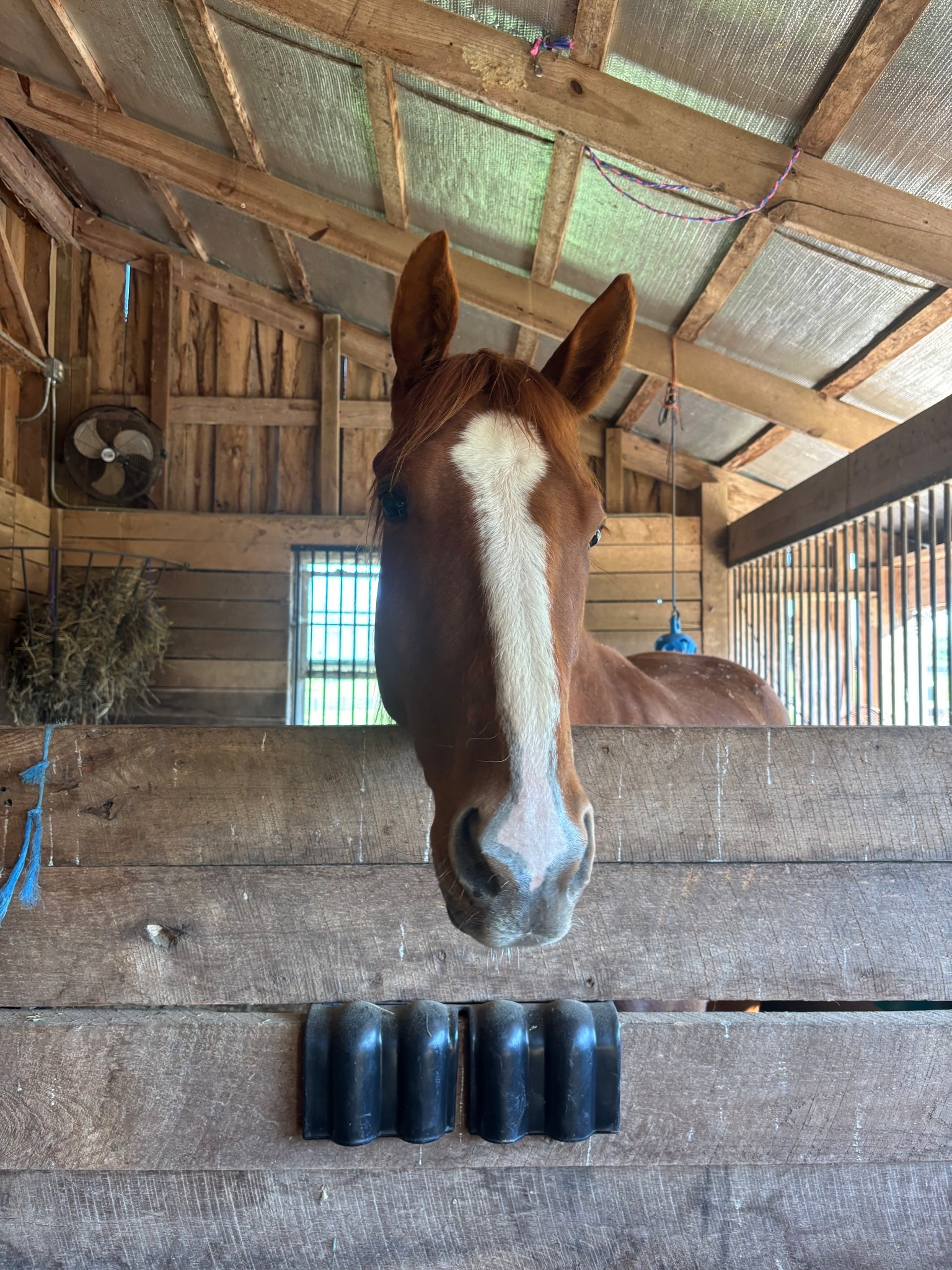 Just a couple more weeks of stall rest for Ruby then she’s home! Thank you to everyone who has been praying for her healing! Her leg has been healing so well and she gets her cast off in two weeks!

#LTKmorningroutine #LTKKids #LTKdayinmylife