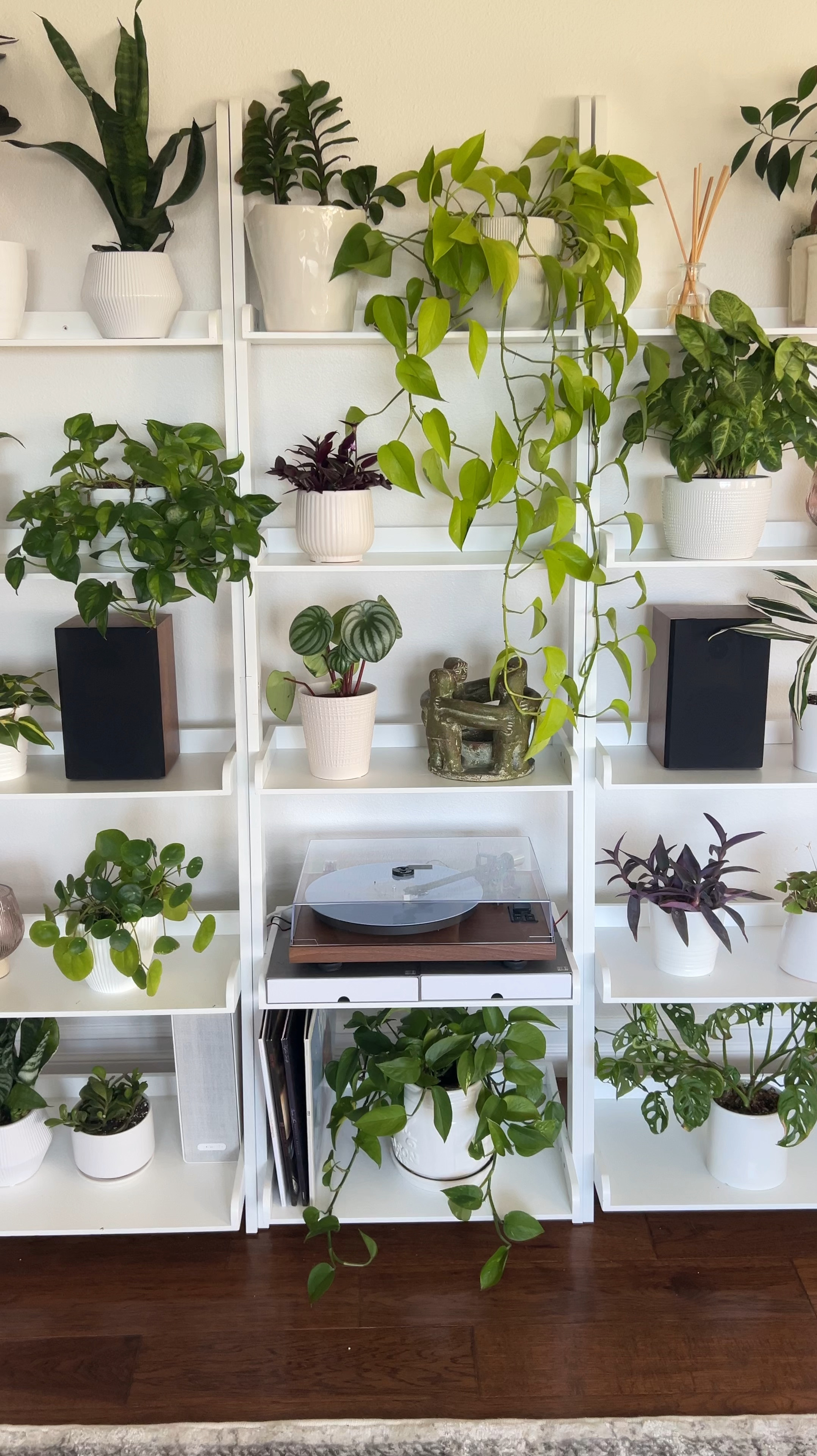 Plants make people happy! #LTKover40 #LTKhome

#LTKVideo