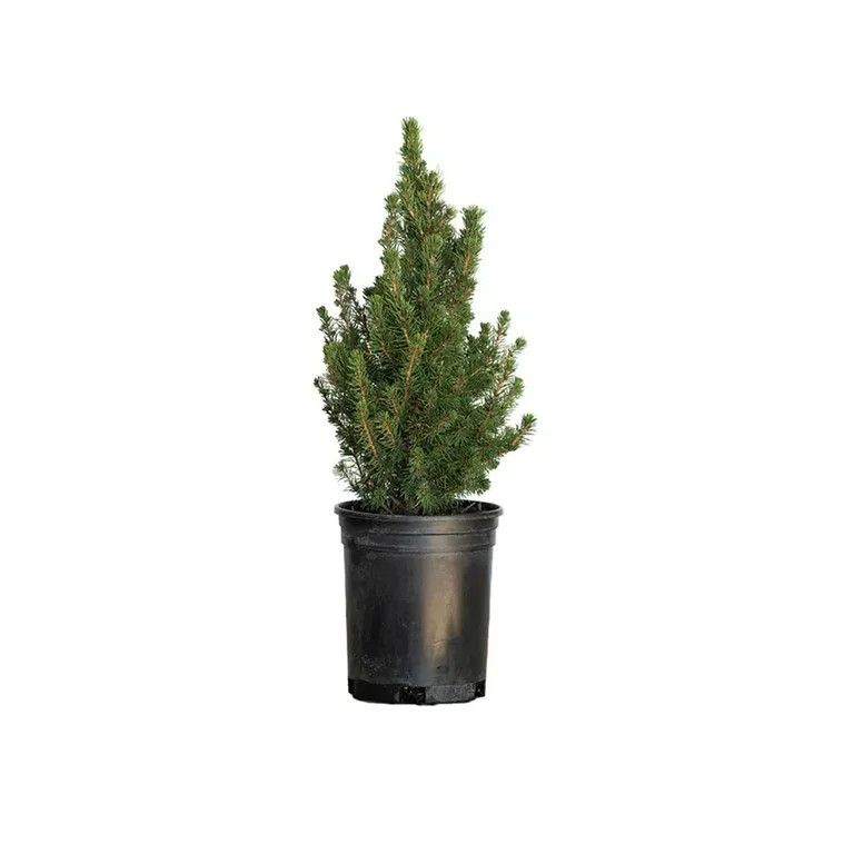 Holiday Time Dwarf Alberta Spruce Live Shrub for Indoor and Outdoor Use - Walmart.com | Walmart (US)