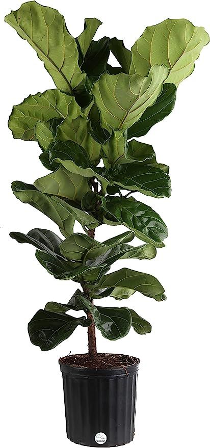 Costa Farms Live Ficus Lyrata Fiddle Leaf Fig Indoor Tree, 4.5-Feet Tall, Ships in 12-Inch Round ... | Amazon (US)