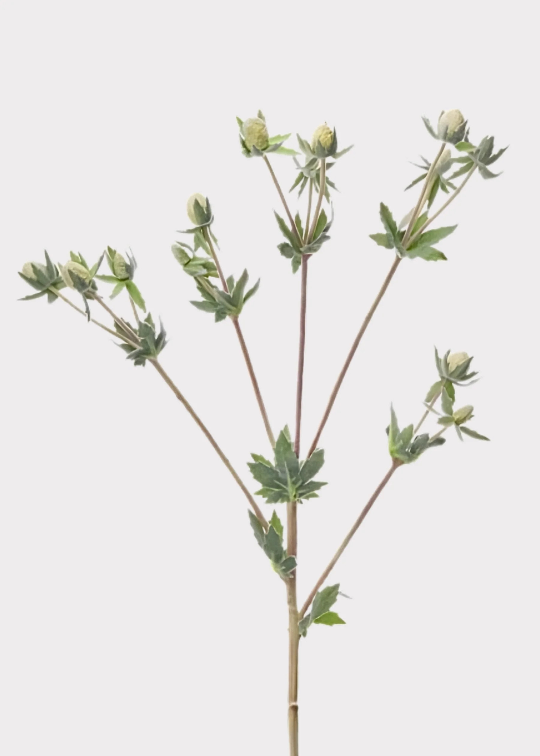 Cream Fake Echinops Thistle Wildflower Spray - 23" | Afloral