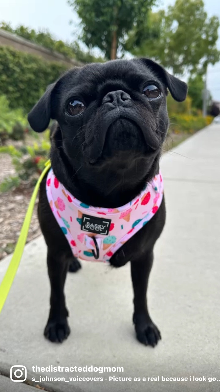 Isn’t my harness so cute! 
Sassy Woof has the cutest harnesses for pugs! 
#pugs #dogmom #dogaccesories 

#LTKFind #LTKunder100 #LTKSeasonal