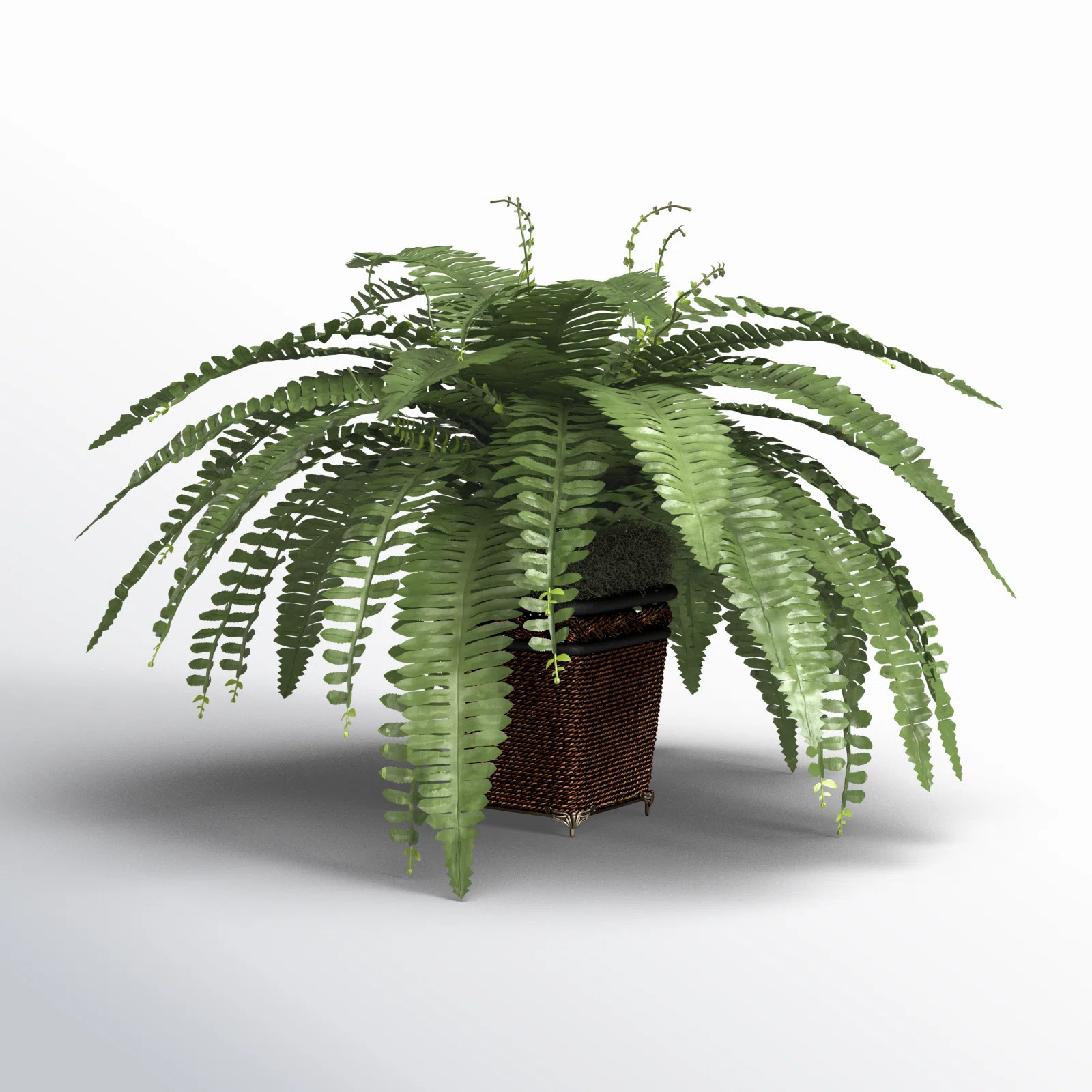 Birch Lane™ Weslyn Silk Boston Fern Desk Top Plant with Pot & Reviews | Wayfair | Wayfair North America
