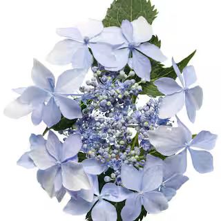 PROVEN WINNERS 3 Gal. Tuff Stuff Ah-Ha Hydrangea Serrata Live Flowering Shrub; Reblooming Pink or... | The Home Depot