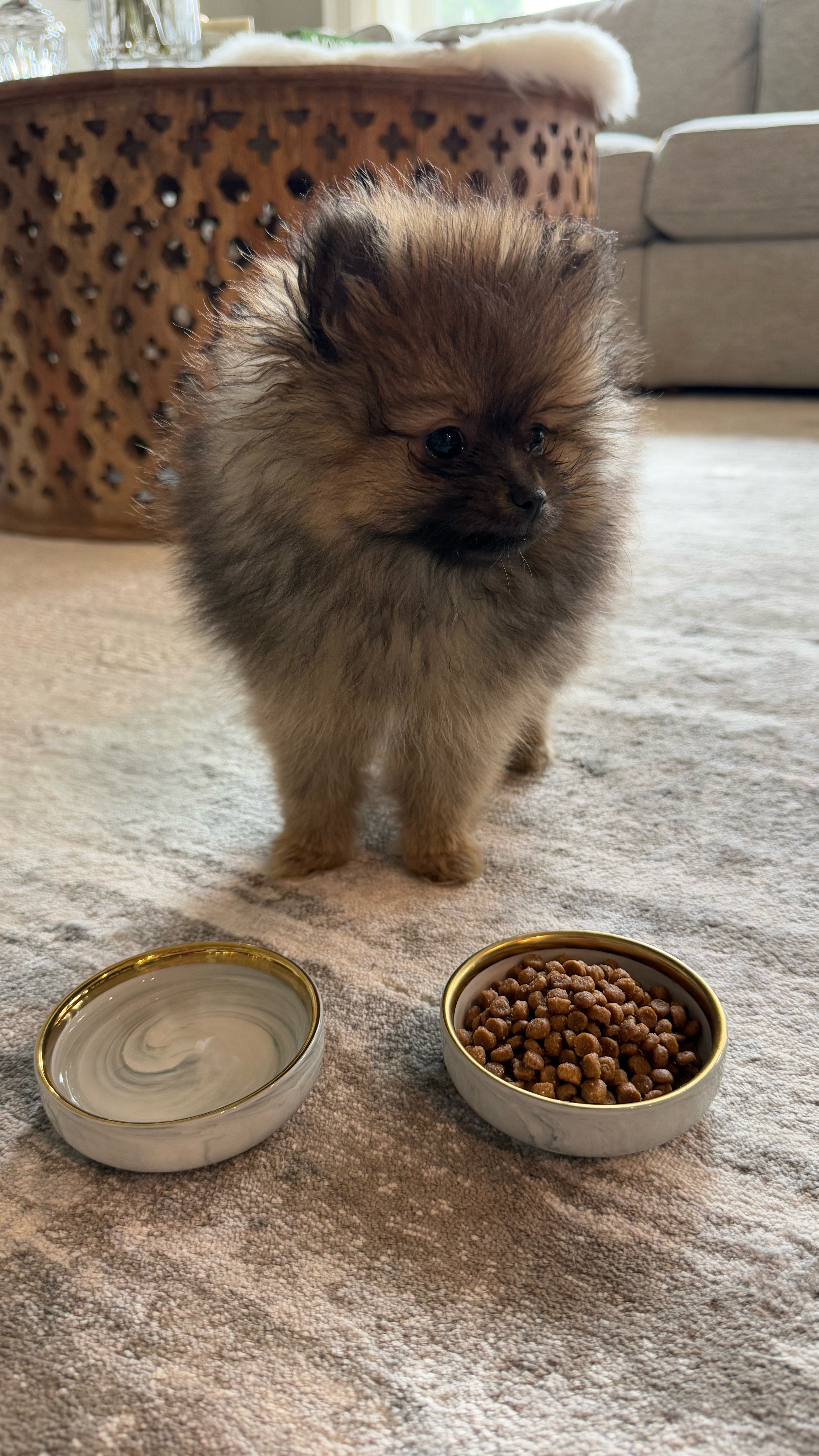 Our new puppy is so small, we’re having to use our porcelain dipping sauce dishes as her food and water bowl, until she gets a little bigger and can use a standard size dog bowl. They’re 3.5 inches wide 

#LTKFindsUnder50 #LTKHome #LTKPets