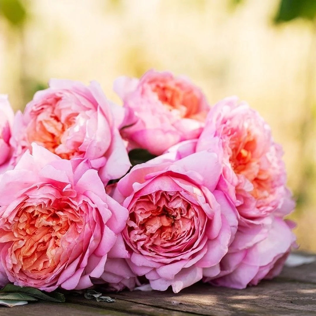 Chinese Rose. Taoran 桃染 | Etsy (US)