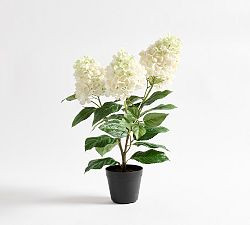 Faux Potted White Cone Hydrangea | Pottery Barn (US)