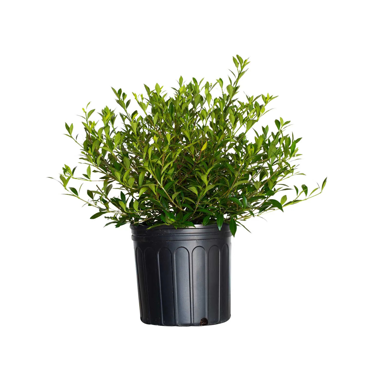 Flowerwood Dwarf Radicans Gardenia l Cape Jasmine Foundation/Hedge Shrub in 2.5 -Gallon Pot 1 -Pack with White Blooms Large | 21003FL-1 | Lowe's